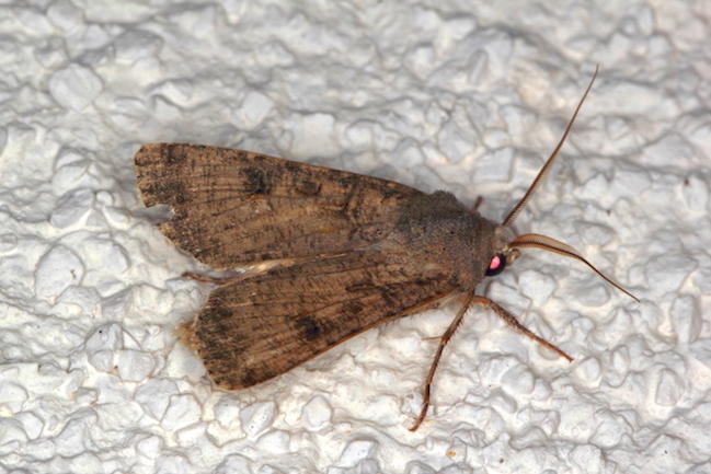 Noctuidae I - Agrotis segetum